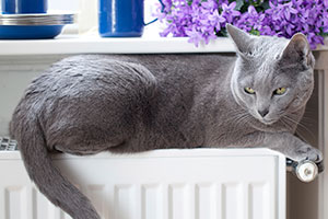 Cat on Radiator